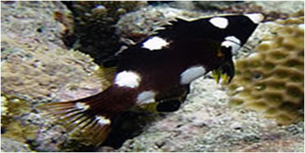 Coral Hogfish Bodianus axillaris