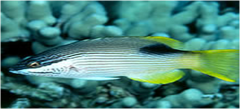 Saddleback Hogfish Bodianus bilunulatus