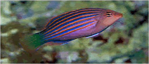 Sexstriped Wrasse