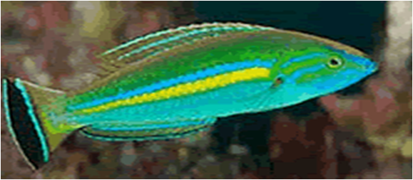 Small-tail Wrasse