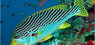 Sweetlip Fish - Exotic Marine Limited